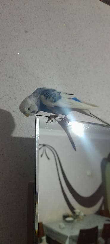 en gozel itler: Ələ öyrəşmiş quşdu fikri ciddi olan vatcapa yazsin sumqayìt — 3