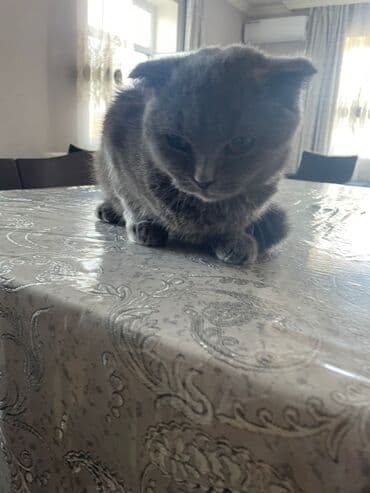 отдам котят в хорошие руки: Шотландская, Самка, В добрые руки, Платная доставка — 2