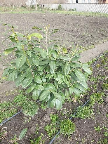 ot bicən satışı: Bəzək kolları və iynəyarpaqlı topiarilər – landşaft üçün - — 10