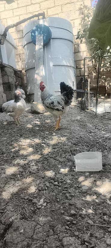korella quş: Tam sağlamdır indiye kimi xestelemiyib serebirist cinsinin xoruzudur — 2