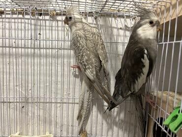 anqut quşu: Tam saglam 1.5 cut Yanaqsiz korellar bala veribler,,balalar 50 azn,dum — 2