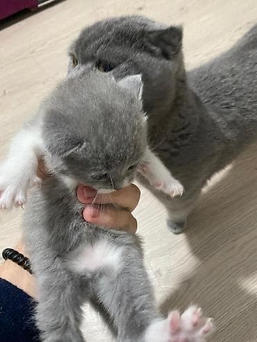 bala pisik: Şotland yastı qulaq — 2