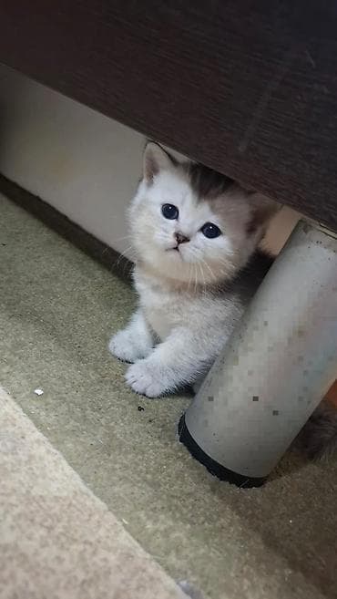 qus satisi: Britan — 7