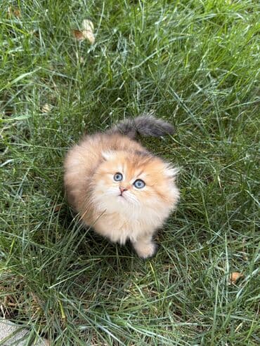 pişiklərin qiyməti: Qızıl şinşilla, Dişi — 7