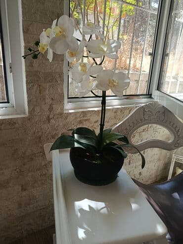 Orxideya Baxım tələb etmir və hər yerdə gözəl görünür. Doğruçu deyil