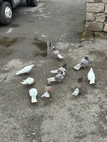 Aglar 10 manatdan
Mor niwanlar 20 25 arasidi qiymet