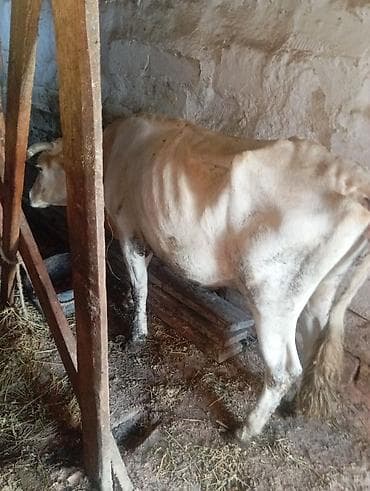 Dişi, il: 4, 260 kq, Damazlıq, Südlük, Ətlik