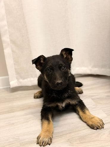 it alqı satqısı: Alman çoban iti — 2