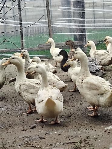 rengli cuce: Salam Həyət heyvanlarıdır 3 günlüyündən özüm saxlamışam 23 dekabr — 1