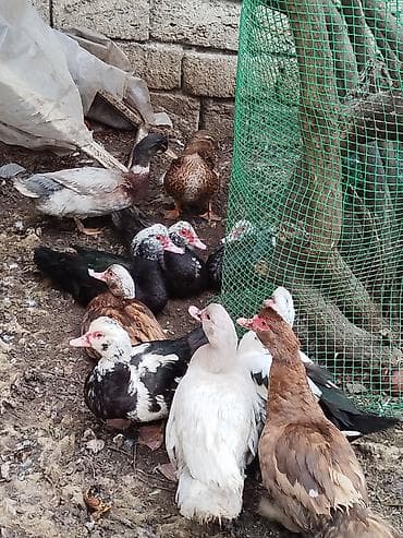 beyleqan sortu qoyun: Lal ördəklər satilir amerikan,yerli və başq növdə var qiymətlər — 7