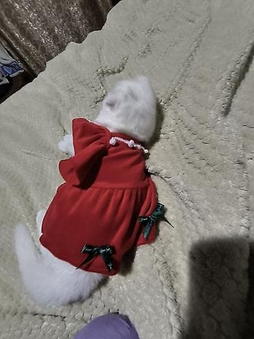 heyvan sekilleri: Scotish fold 250man.a alinib 8ayliqdir bütün esyalariyla birgə — 2