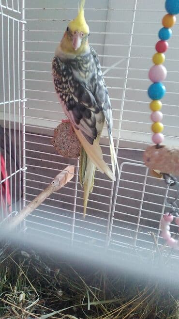 Bu papuqaya dişisini axtariram kim pay verirsə aliram Nymph