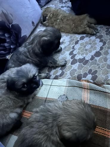 pekines itlər: Pekines, 2 ay — 3