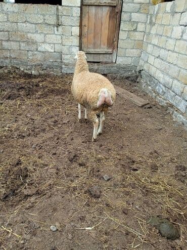 qurbanlıq qoyun: Saxaraya qoyun – yağlı quyruqlu tip. - Cins/Tip: Yağlı quyruqlu yerli — 3