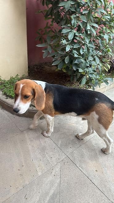 Bigl, Erkek, Peyvəndli