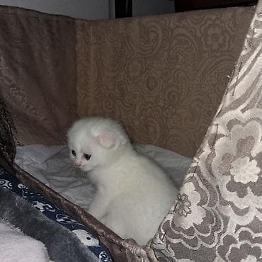 samoyed satisi: Şinşilla, Dişi — 8