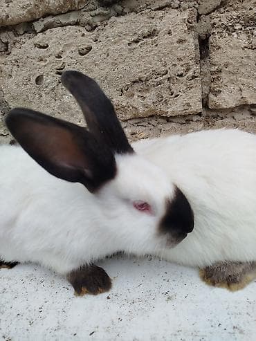 dovşan kamera: Kalfor dovsanlar temiz qan — 9