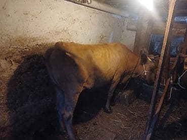 Kök cavan malar qara yernli olda sütlük — 3
