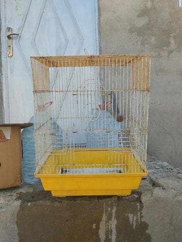 at sekileri: Quş qəfəsləri – müxtəlif ölçü və modellər - Rənglər: qırmızı, yaşıl — 3