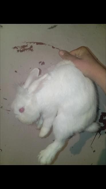 Dovşanlar: Ağ rəngli dekorativ dovşan - Rəng: tam ağ, qırmızı gözlü - Yumşaq — 1