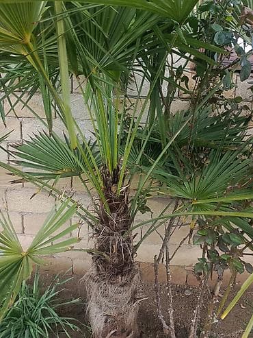 qapi pencere plastik: Xurmayı xatırladan dekorativ palma ağacı – Trachycarpus fortunei (Fan — 4