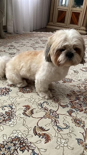 ev heyvanlari: Shi-tsu, 6 ay, Erkek, Pulsuz çatdırılma — 4