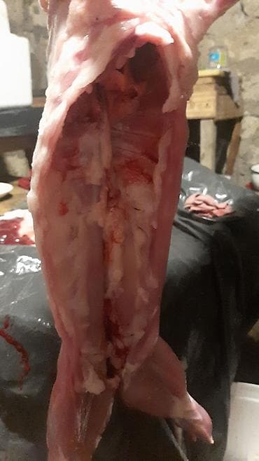 ev heyvanlarının satışı: Dovşan eti — 1