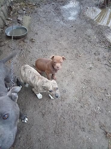 pitbull balasi: Pitbul, 2 ay, Dişi — 2