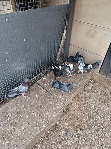 itlerin satisi ucuz: 15-50₼ arası satılır — 3