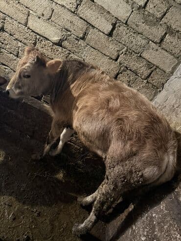 simental inek satilir: Erkek dana kesime yariyir. 90-100kq çəki arası əti var. Kim istəsə — 2