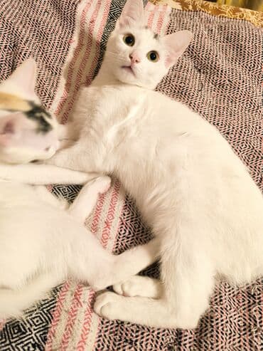 naxcivan heyvan elanlari: Türk anqora, Dişi, Yaxşı əllərə, Ünvandan götürmə — 9