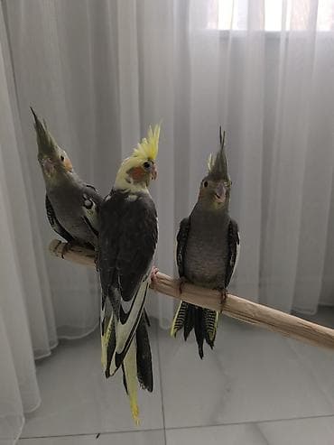 quş üçün qəfəs: 2-ayliq Quslardi çox ağilli Nimfa (Cockatiel) tutuquşuları – əl — 2