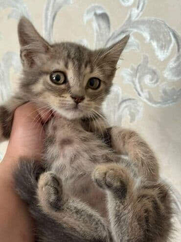 pişik paltarları: Amerikan Shorthair, Dişi, Yaxşı əllərə — 6