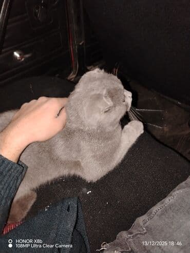 вислоухий кот купить: Шотландская — 4