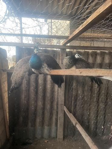 Птицы: Məhsul: Qırmızı-yaşıl-mavi parıltılı boyun və sinəyə malik tovuz — 3