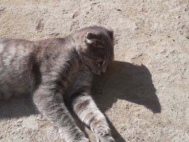 вислоухие коты серые: Шотладская вислоухая, Самка, В добрые руки — 2