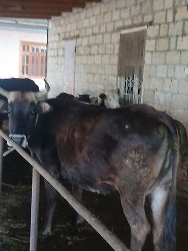 qaz balasi satisi: Salam aleykum əvvəla super kök inəkdi kısır kəskiyə yararlı 270kg əti — 5