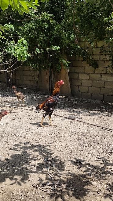 hinduşka balası satışı: Salam.6 yawinda 800 manata damazliq alinan Özbəkistan dan gelme — 4