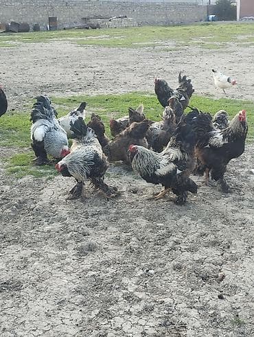 toyuğlar: Toyuq, Brama, Damazlıq — 3