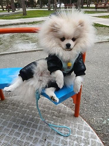 alabaý itleri: Şpitz, 1 il, Erkek, Peyvəndli — 2