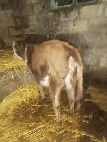 İtlər: Diş dandı 670 diylir riyalı alci zengin vursun hevan celilabada — 6