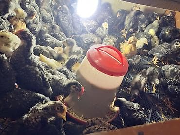 ucuz toyuq satisi: Toyuq cücələri, Ətlik, Ödənişli çatdırılma — 4