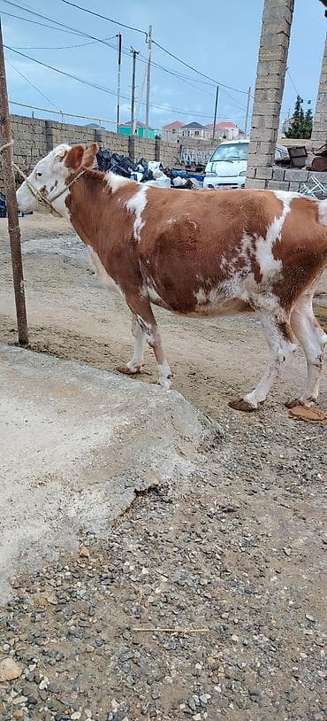 ari satilir: Qardaşlar Saf qan simental dana satışa cıxdi 2 ci qarın doğub 3 cu — 6