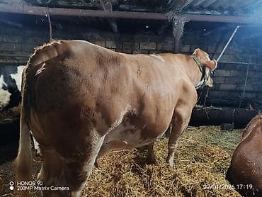 С/х животные и товары: Самка, лет: 4, 1200 кг, Для молока, Платная доставка — 5