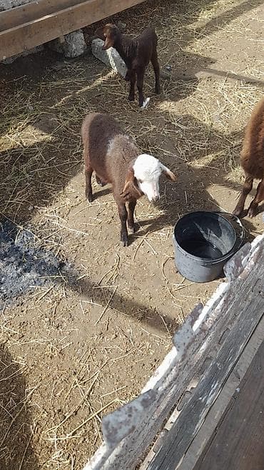 Pişiklər: 1 çi qarına cavan qoyundu sağlam heyvandı balası dişidi — 2