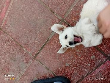 zvanok itleri: Labrador-retriver, 2 ay, Erkek, Ödənişli çatdırılma — 5