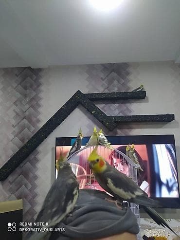 qarğa balası: Salam danisan quslar satilir. Yaslari ferqlidir. Quslar dislemir — 6