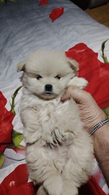 ev itlerinin satisi: Şpitz, Peyvəndli — 5