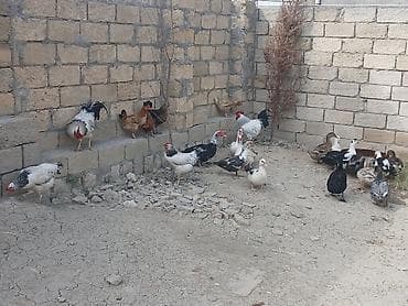 çöl ördək: Salam öz qapımın sağlam cavan heyvanlarıdır ətradlı nömrə qeyd olunip — 5