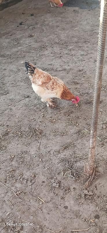 Toyuq, Yumurtalıq, Ünvandan götürmə